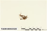 藏品(樹平苔屬)的圖片